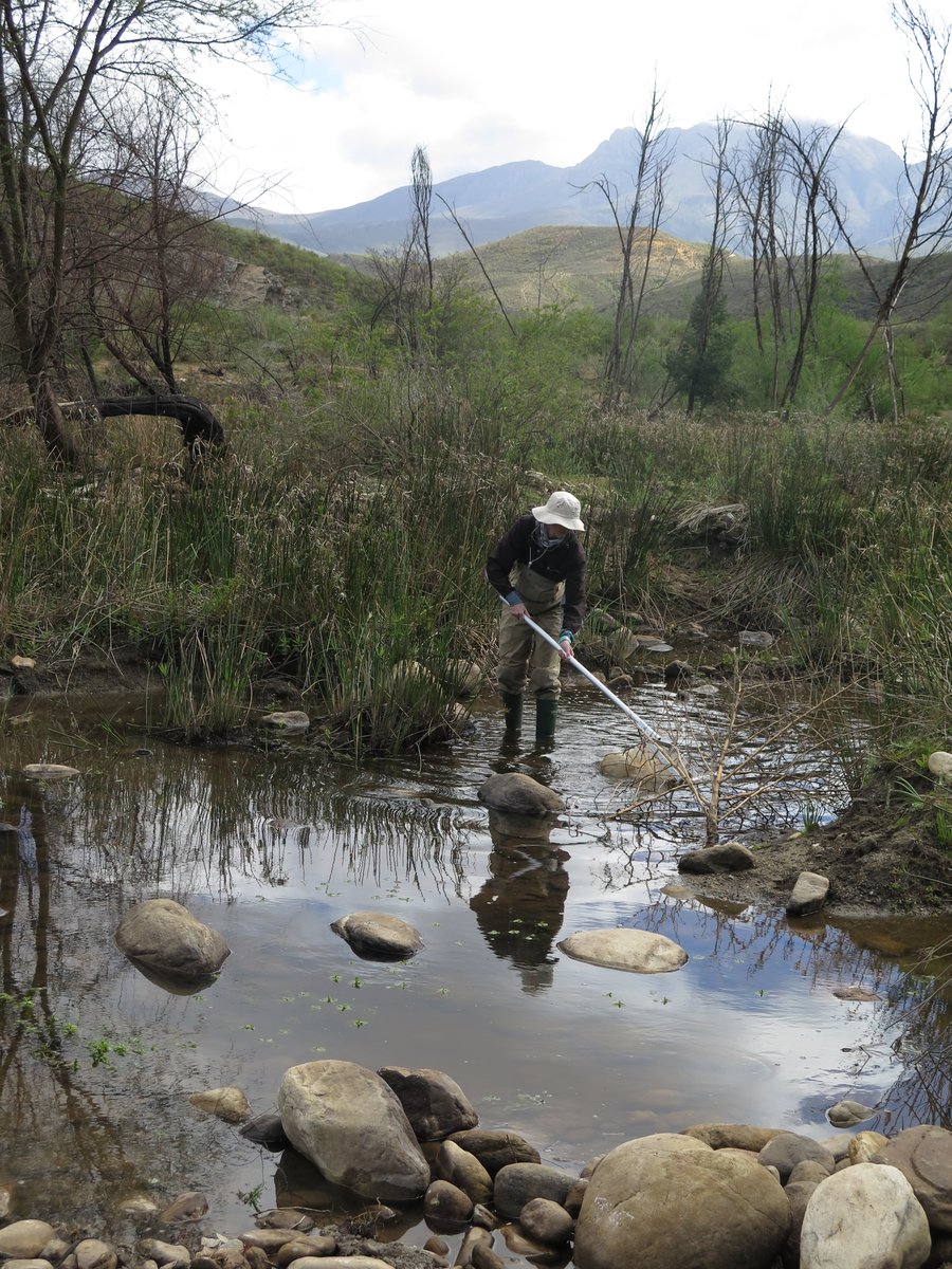 CapeNature1's tweet image. CapeNature is proud to celebrate a major milestone in freshwater conservation. Our freshwater ecologist, Jeanne Gouws received her South African Scoring System (SASS) accreditation as an accreditor.

Read more: zurl.co/bcLum 

#CapeNature #SASS #Biomonitoring