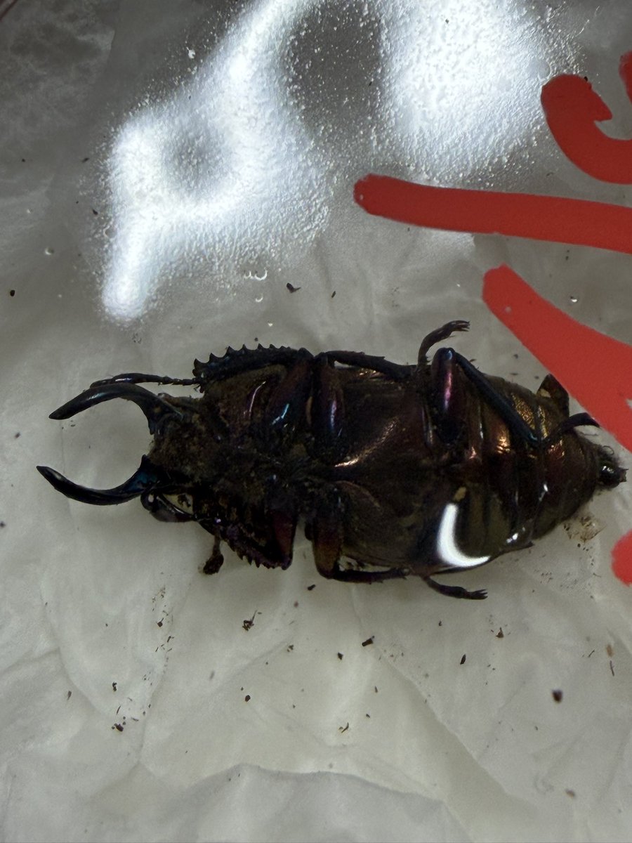 クワガタムシ冴島 tweet media