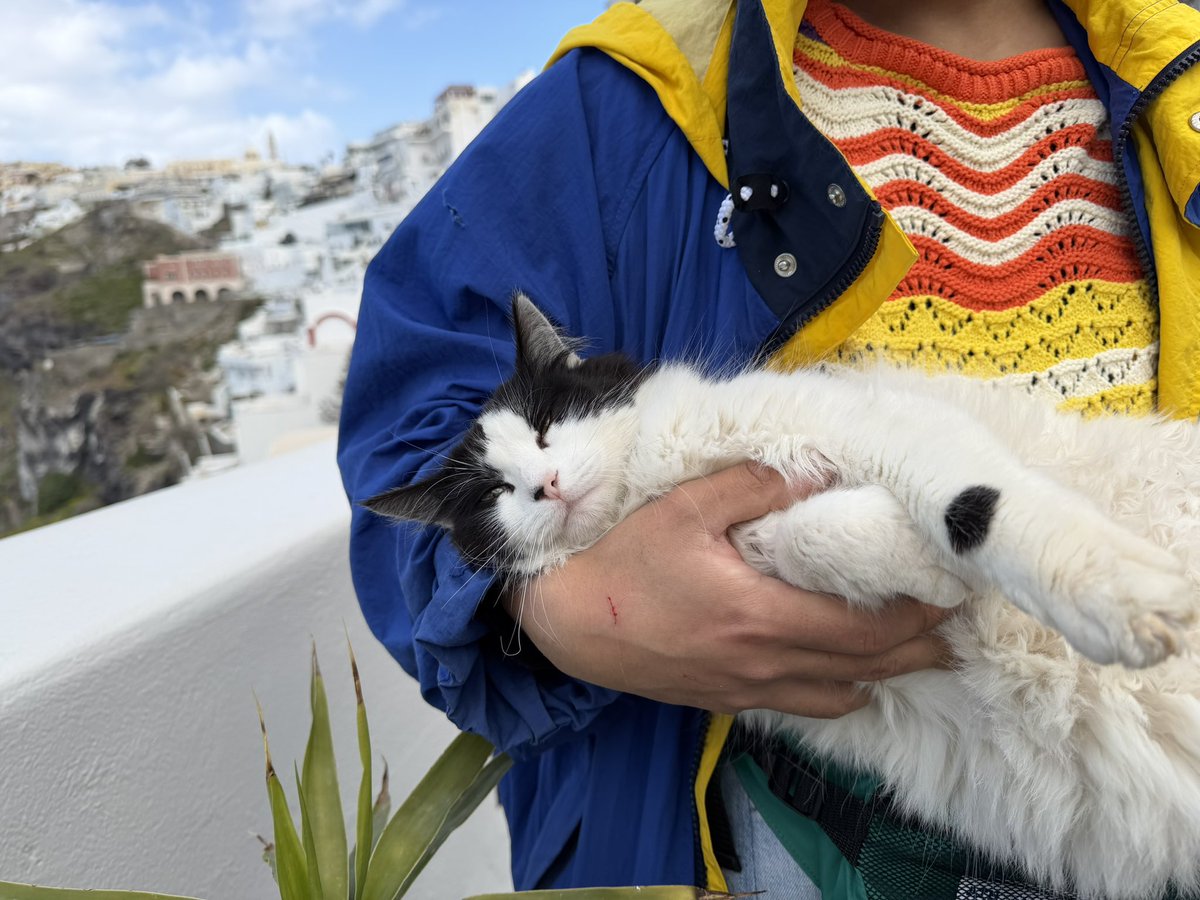 sekonao's tweet photo. 今日のサントリーニは思い描いてた通りの美しい青と白の世界だった。
猫は想像以上に無防備だった。 https://t.co/aM42YpNG12