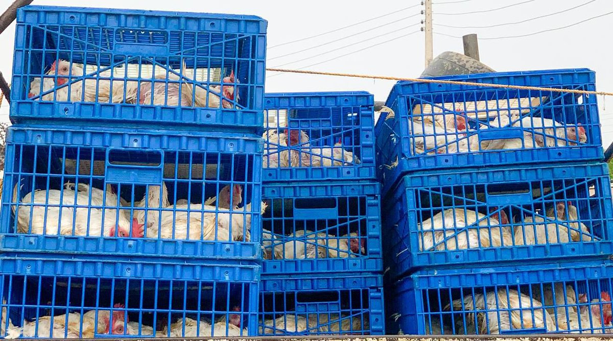 captain_taiwo_'s tweet photo. Hon. Oladipupo Adebutu spreads Easter joy across Ogun State with a massive chicken distribution reaching all 20 LGAs.

Thousands of market women, youth groups, and vulnerable households are benefiting from this timely gesture, bringing relief, hope, and dignity to families during the Easter season.

A true reflection of grassroots leadership, compassion, and practical impact, ensuring no community is left behind.

This is leadership that truly cares for the people.