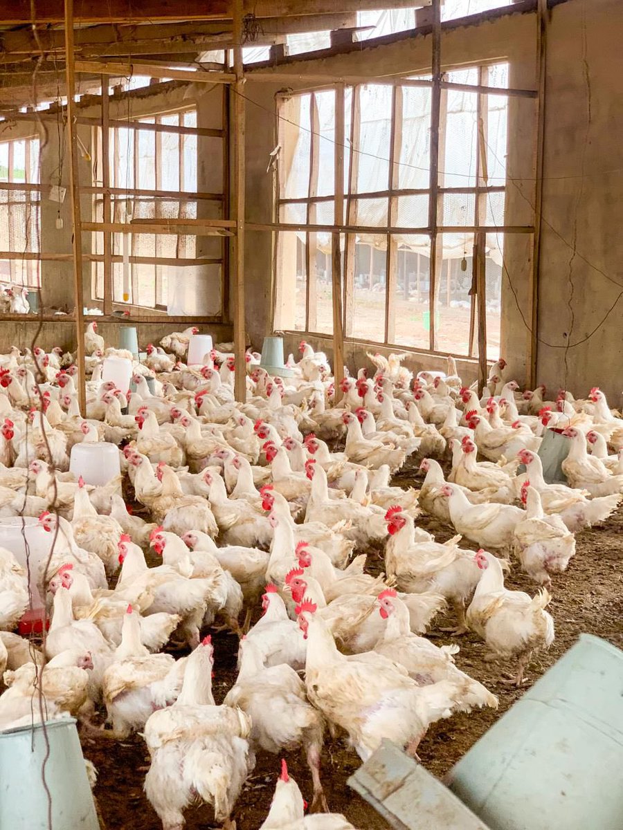 captain_taiwo_'s tweet photo. Hon. Oladipupo Adebutu spreads Easter joy across Ogun State with a massive chicken distribution reaching all 20 LGAs.

Thousands of market women, youth groups, and vulnerable households are benefiting from this timely gesture, bringing relief, hope, and dignity to families during the Easter season.

A true reflection of grassroots leadership, compassion, and practical impact, ensuring no community is left behind.

This is leadership that truly cares for the people.