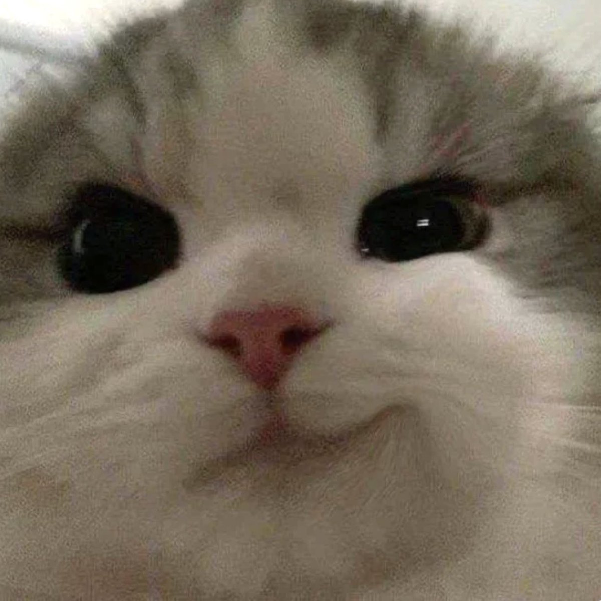 𝘧𝘢 ‎⸝⸝ tweet media