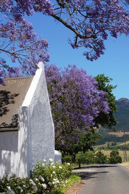 Cape International tweet media