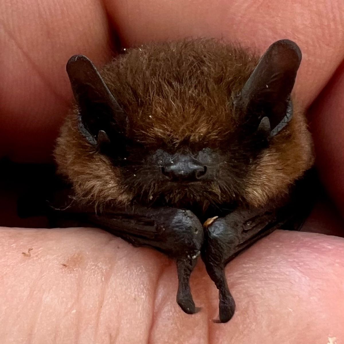 coffin!🐾🦴 tweet media