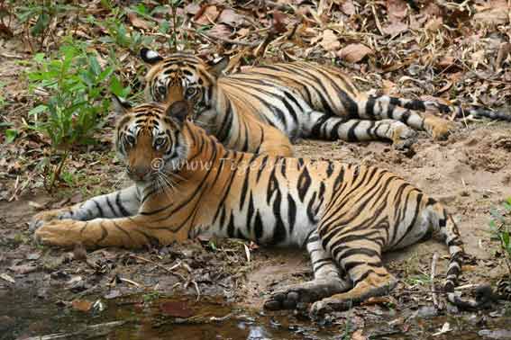 Tigers4Ever2010's tweet image. It's #GoodFriday &amp;amp; don't these wild #Tigers know it? More #FridayFun for them too