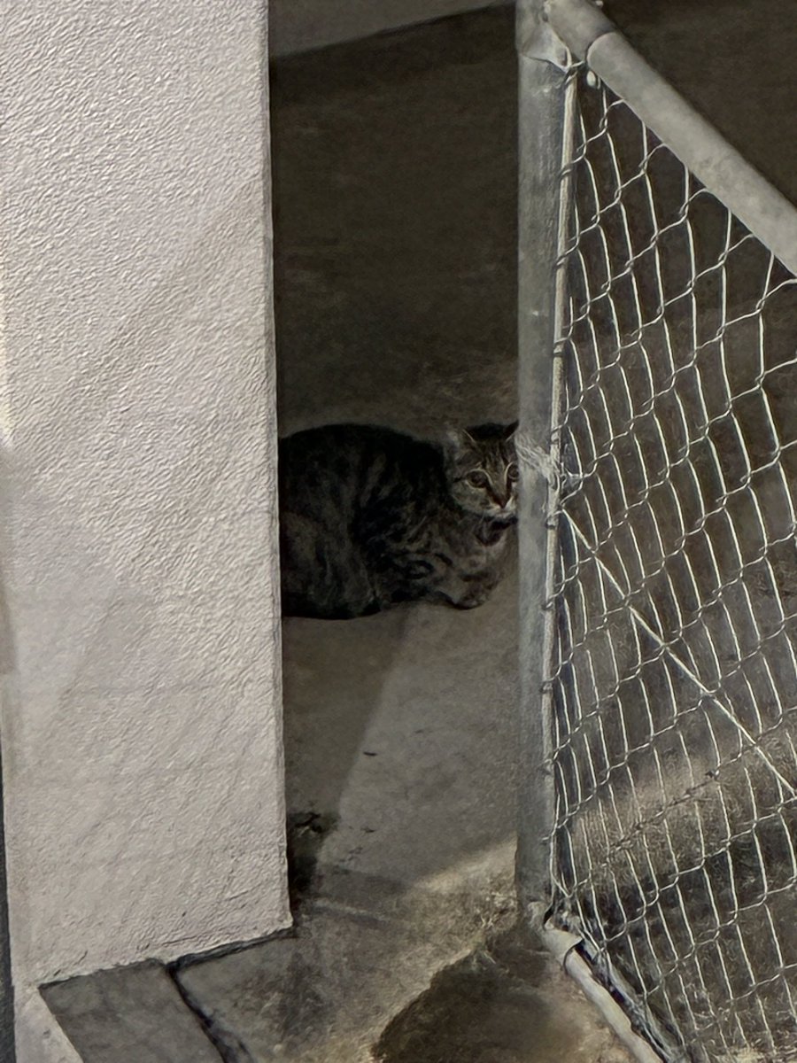 じん🎤@ハブ酒は水 tweet media