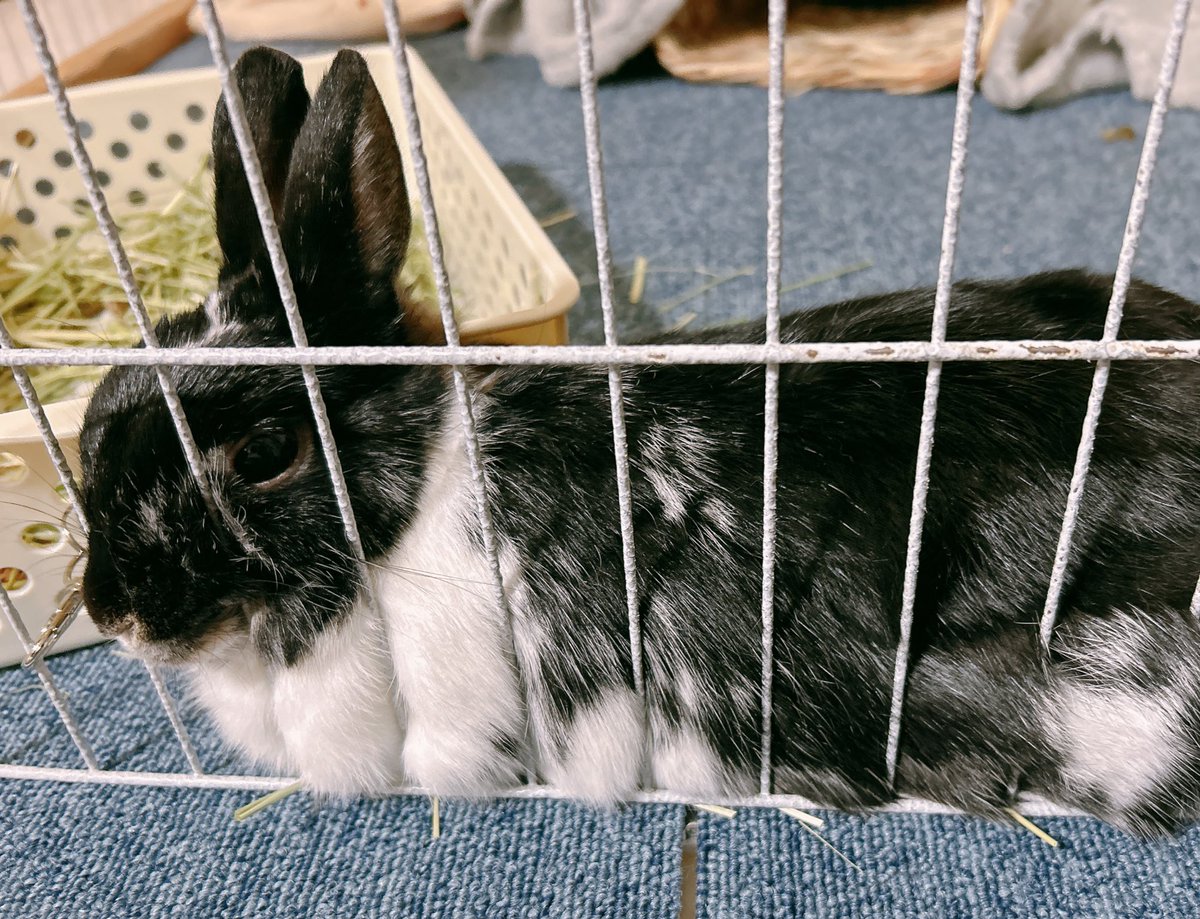 まとい🐇東7D61a tweet media