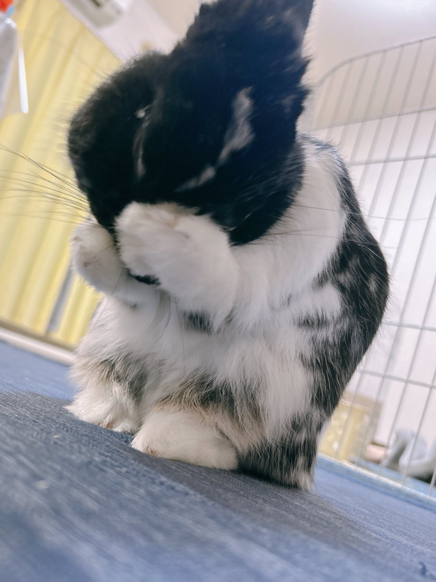 まとい🐇東7D61a tweet media