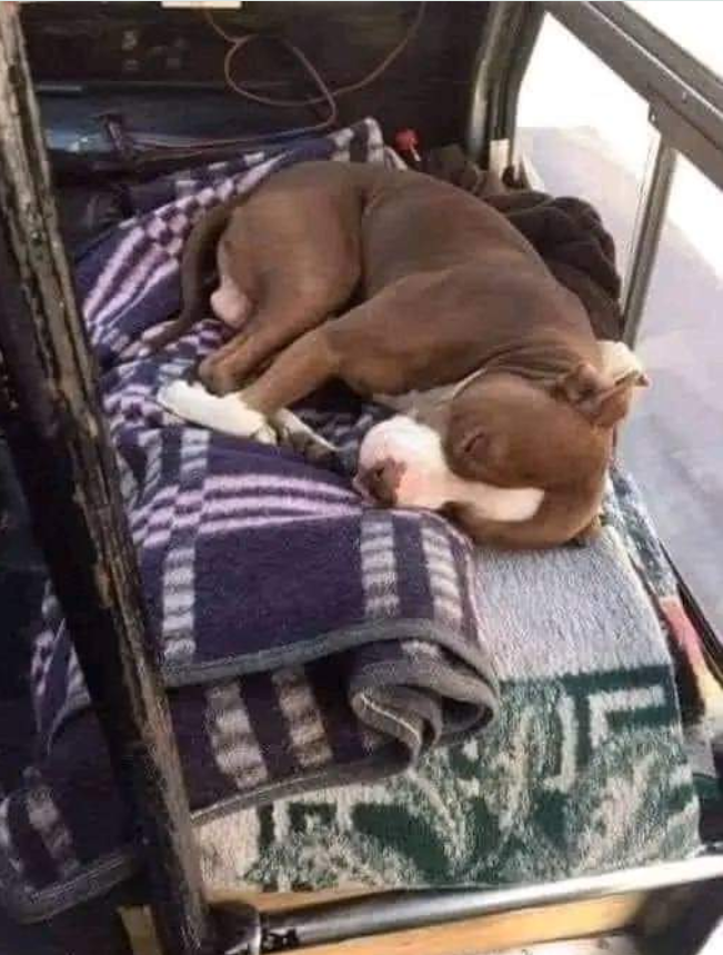 Tweets of Dogs tweet media