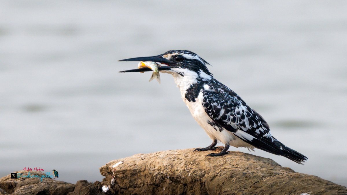 Mohit Mehta tweet media