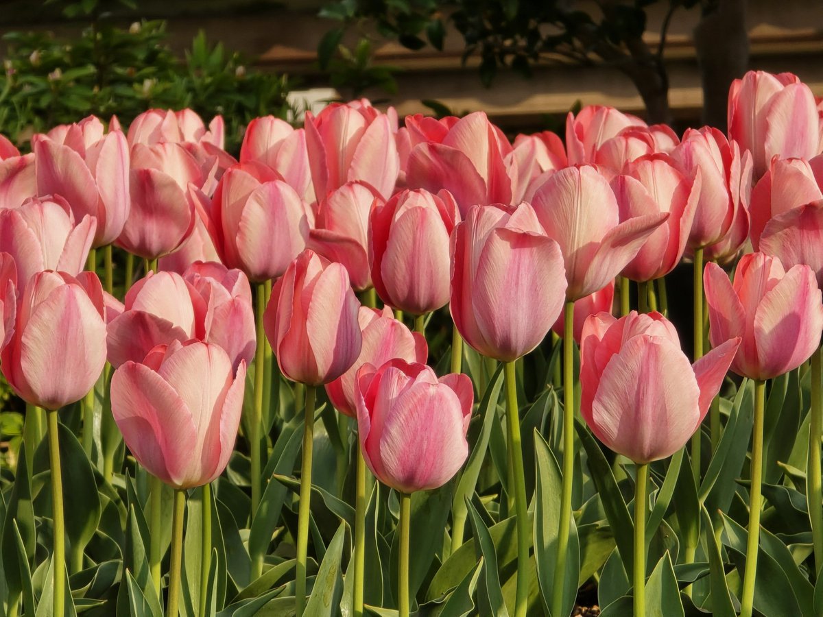 エメロン🐢🐈‍⬛ ͗🐌🦭(⚯̫ ﾐэ)Э🚪🌙🔎💐 tweet media