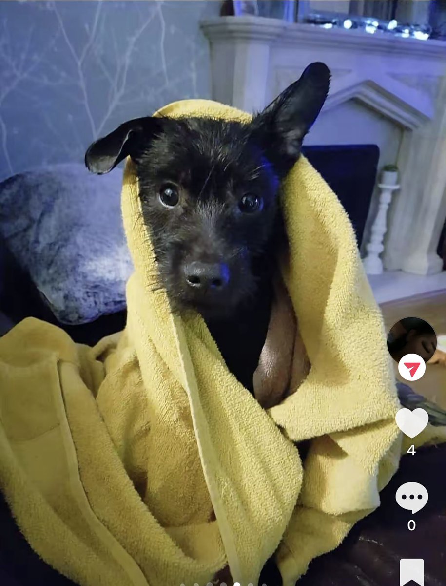 Just Nan 🖤💛 tweet media