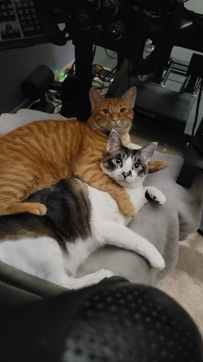 Dat Sergal tweet media