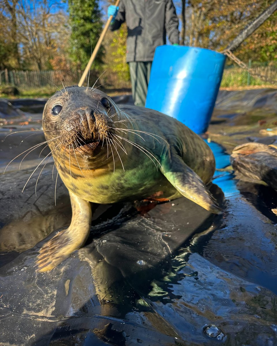 Seal Rescue Ireland tweet media