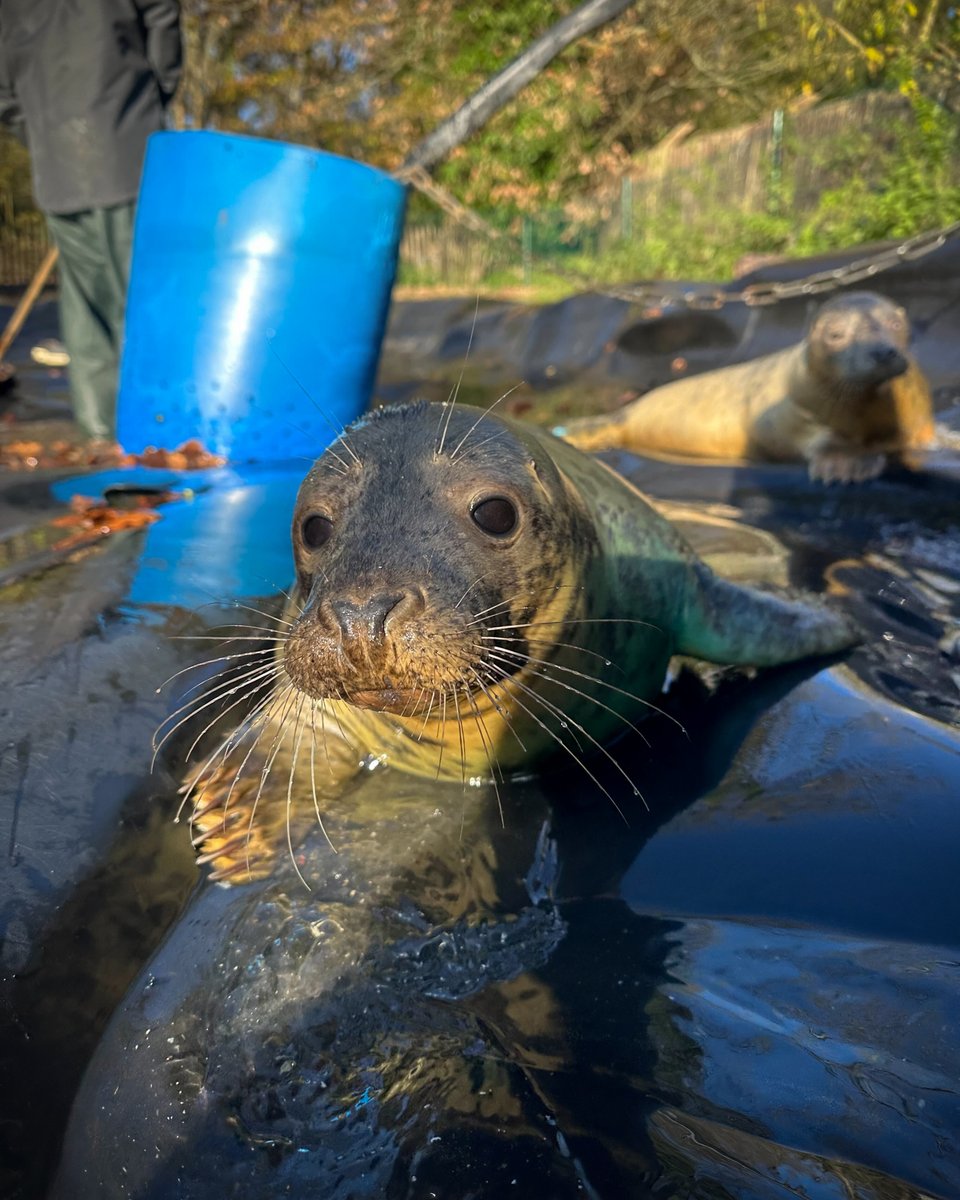 Seal Rescue Ireland tweet media