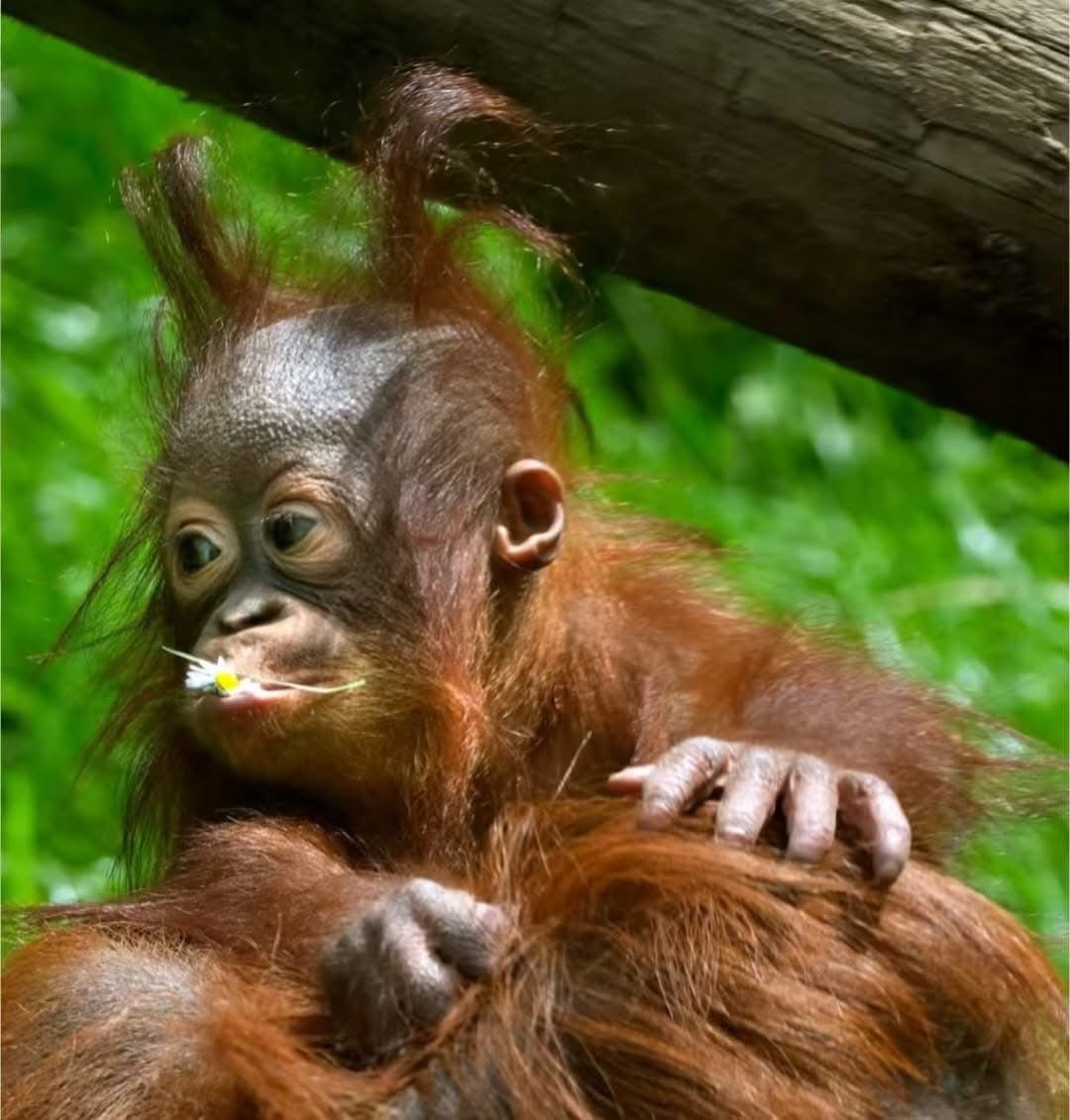 𝕩𝕏𝔻𝕒𝕣𝕜 𝕆𝕣𝕒𝕟𝕘𝕦𝕥𝕒𝕟 ℙ𝕣𝕚𝕟𝕔𝕖𝕏𝕩 tweet media