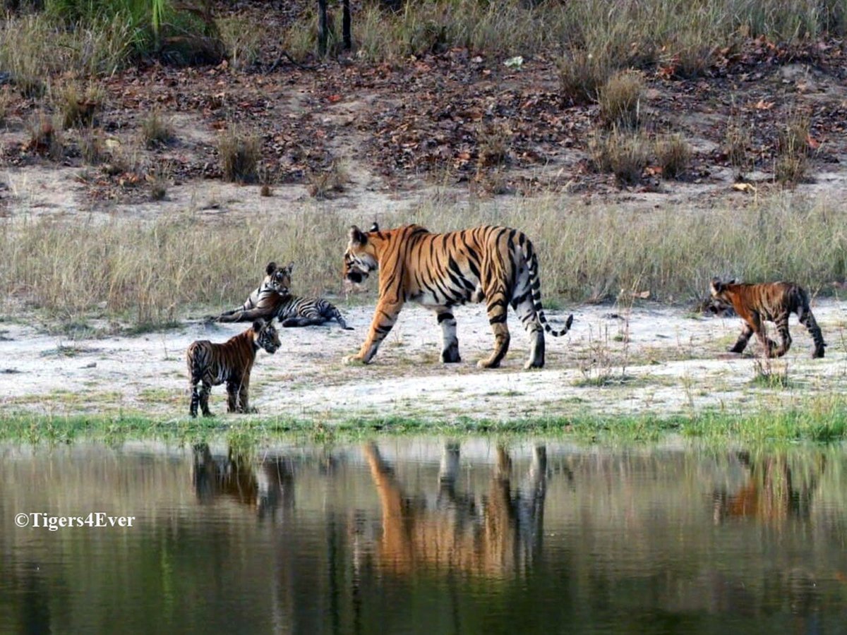 Tigers4Ever tweet media