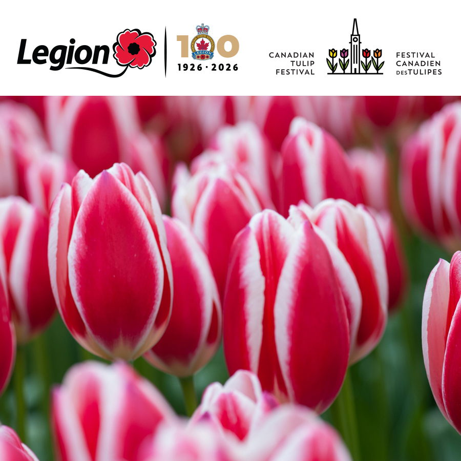 RoyalCdnLegion's tweet image. Plant a piece of history. 🌷
Introducing the limited-edition Legion 100 commemorative tulip—honouring a century of service and sacrifice, and looking ahead to the next.
Support Veterans and help plant the future.
🔗legion.ca/news/articles/…

#Legion100 #Remembrance #Veterans