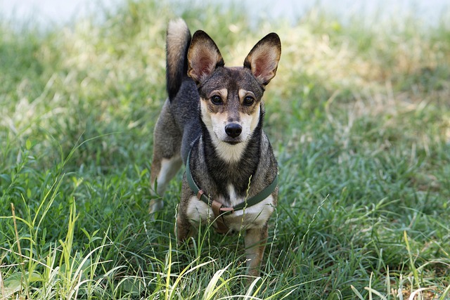 Amicz Dubey tweet media