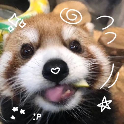 may this red panda bless you this morning meowwww