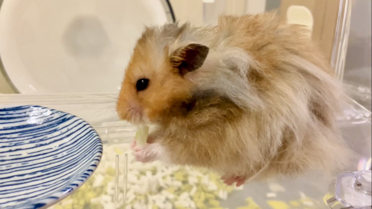 ささみ tweet media