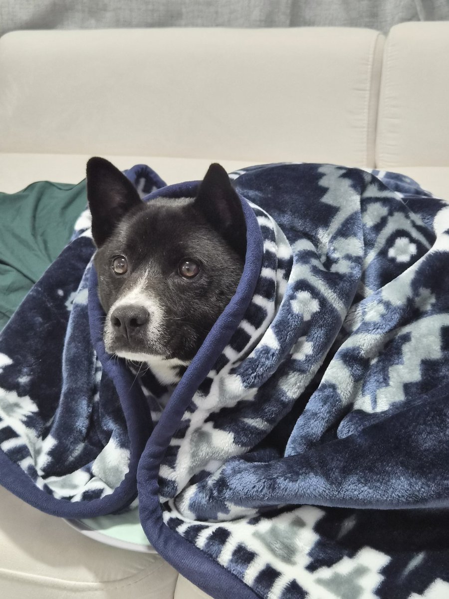 가족 찾고 있는 미쯔🐶 tweet media