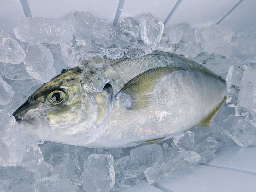 アヤネおぢさん🐰👻 tweet media