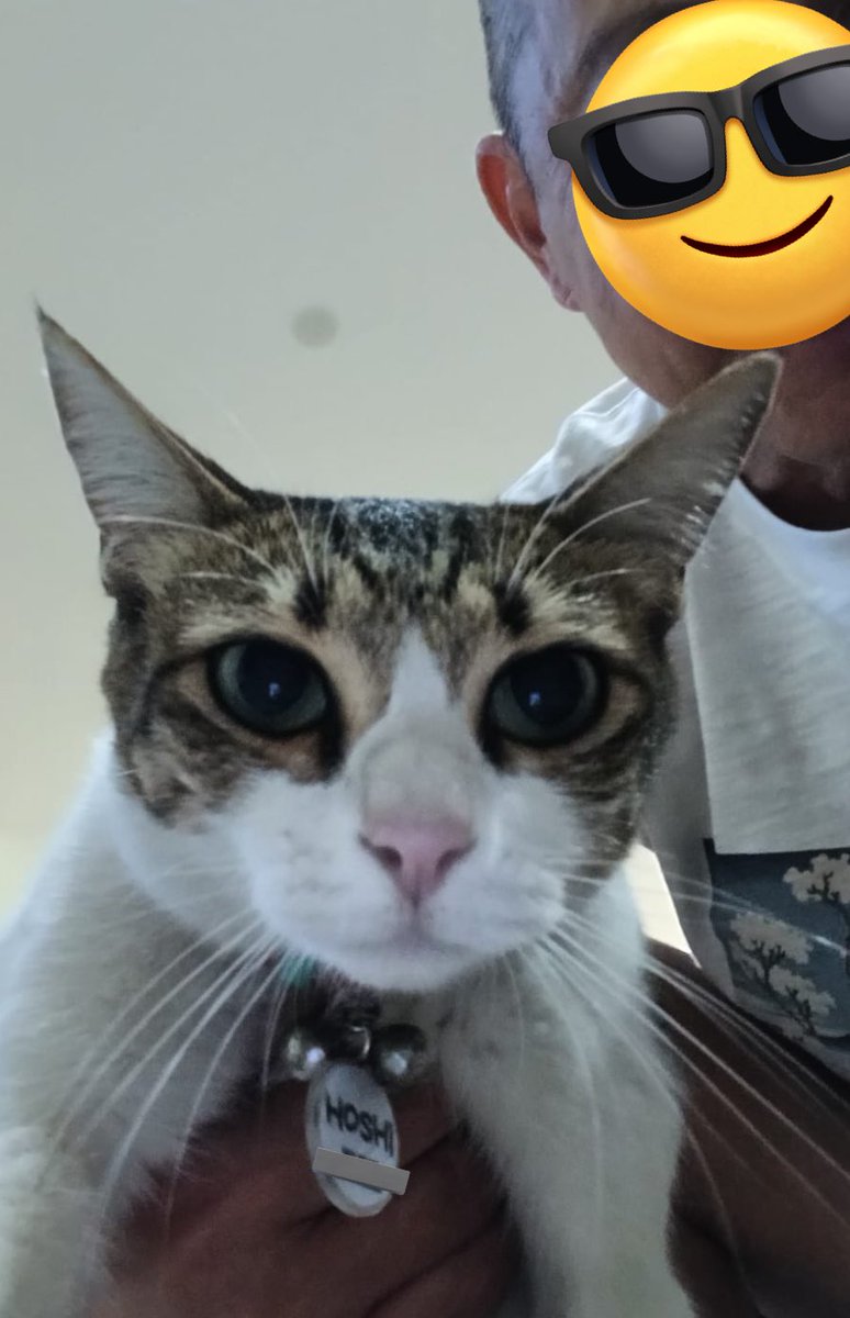 Hoshi the cat 🐯 tweet media