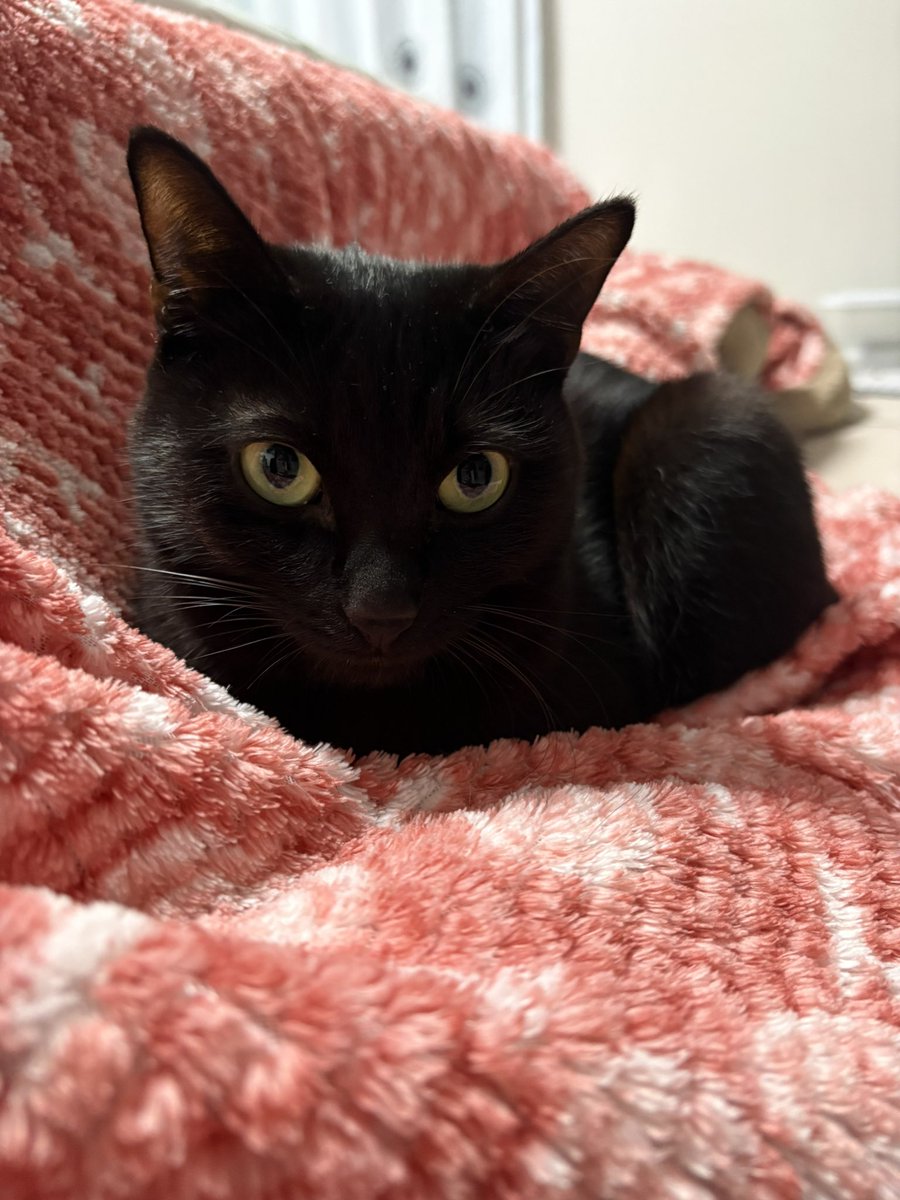 あずき🐾 tweet media