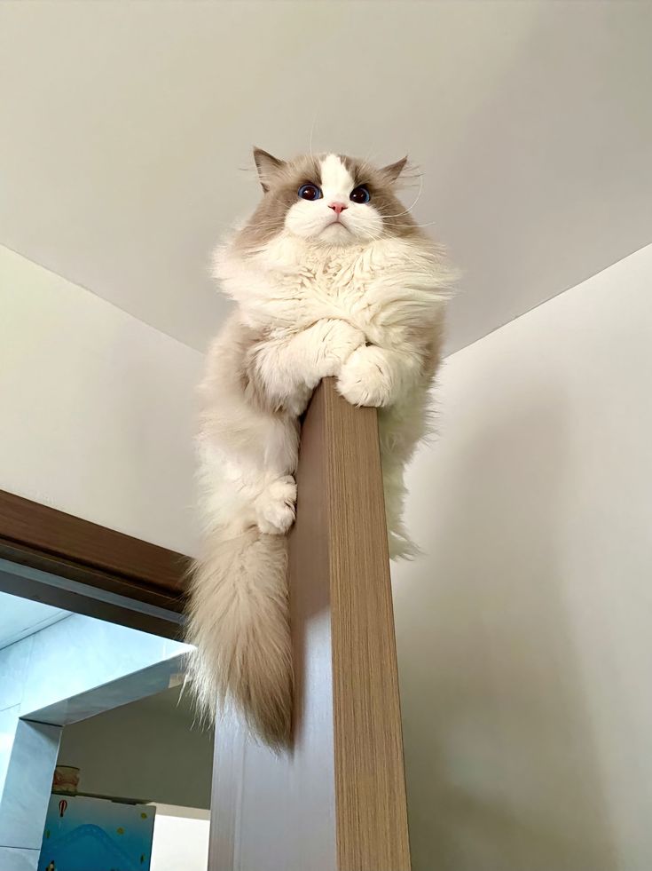 Miss Velora tweet media