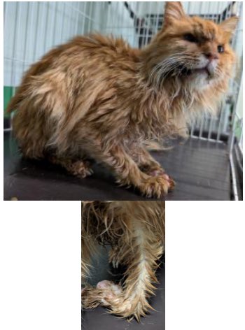 ku-ma返信不具合発生中 tweet media