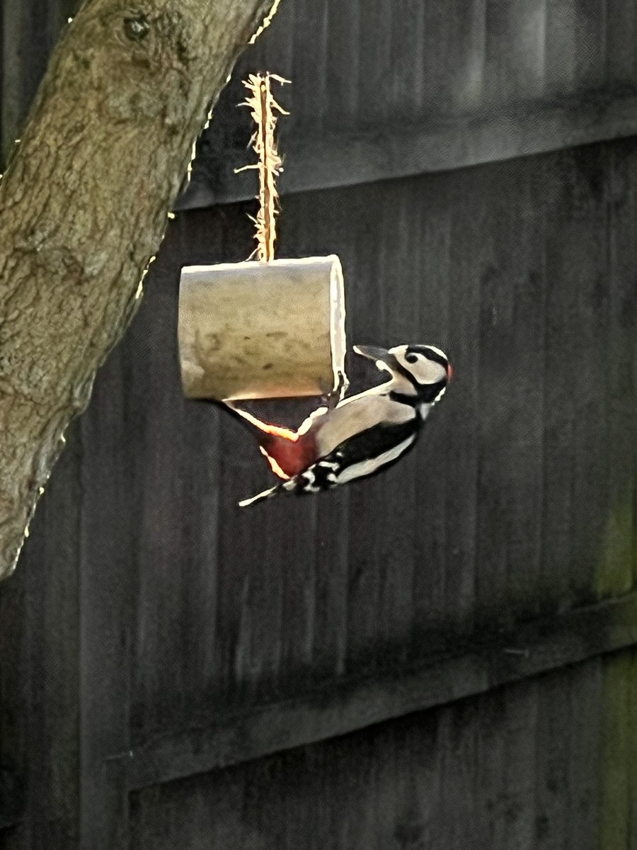 Lotus17 🇬🇧 tweet media