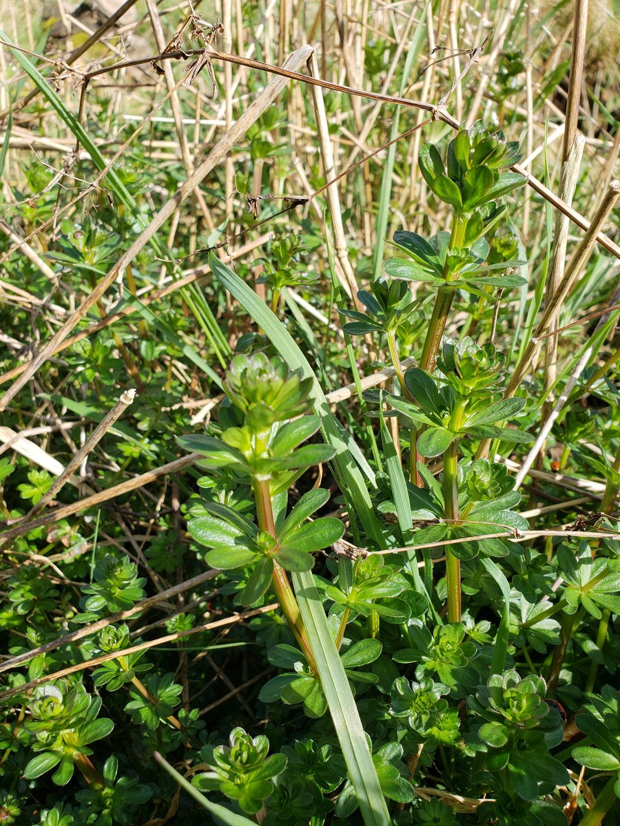 Hamish Kidd tweet media