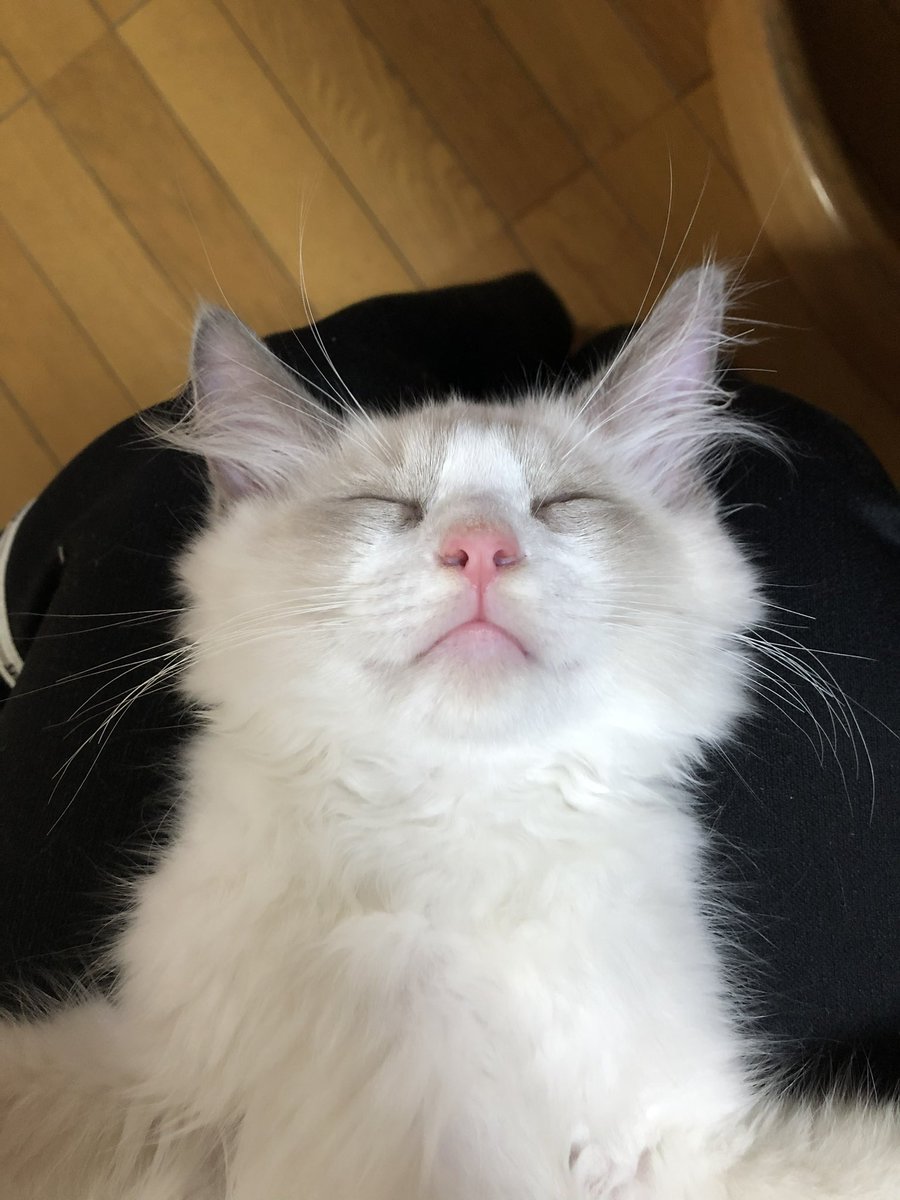 ラグドール/ジル tweet media