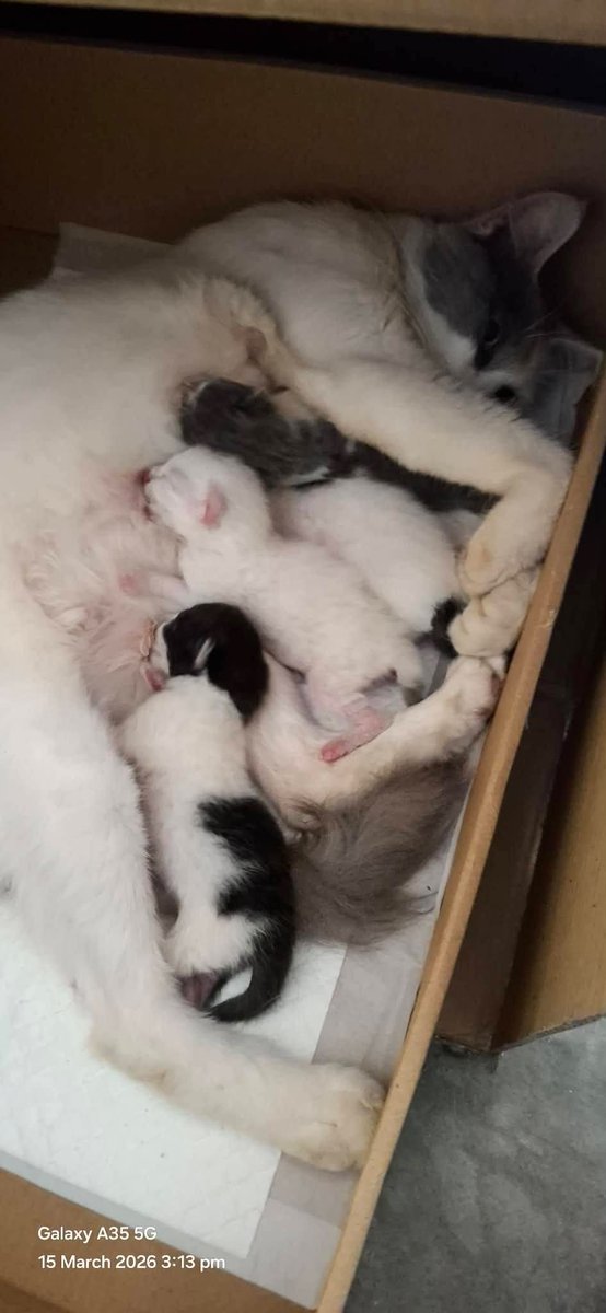 Kucing Terbuang tweet media