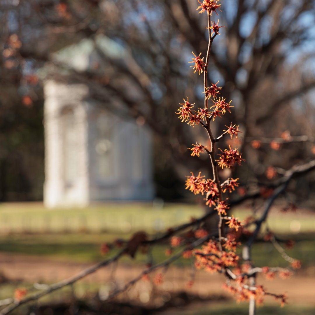 MO Botanical Garden tweet media