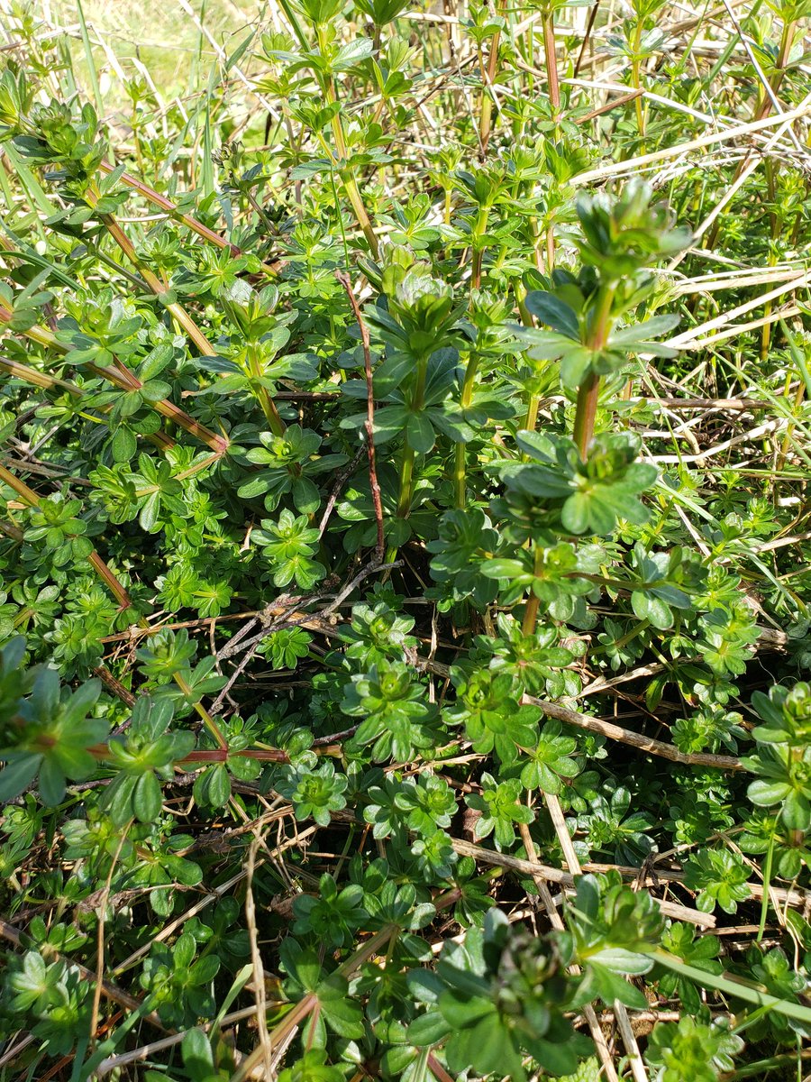 Hamish Kidd tweet media