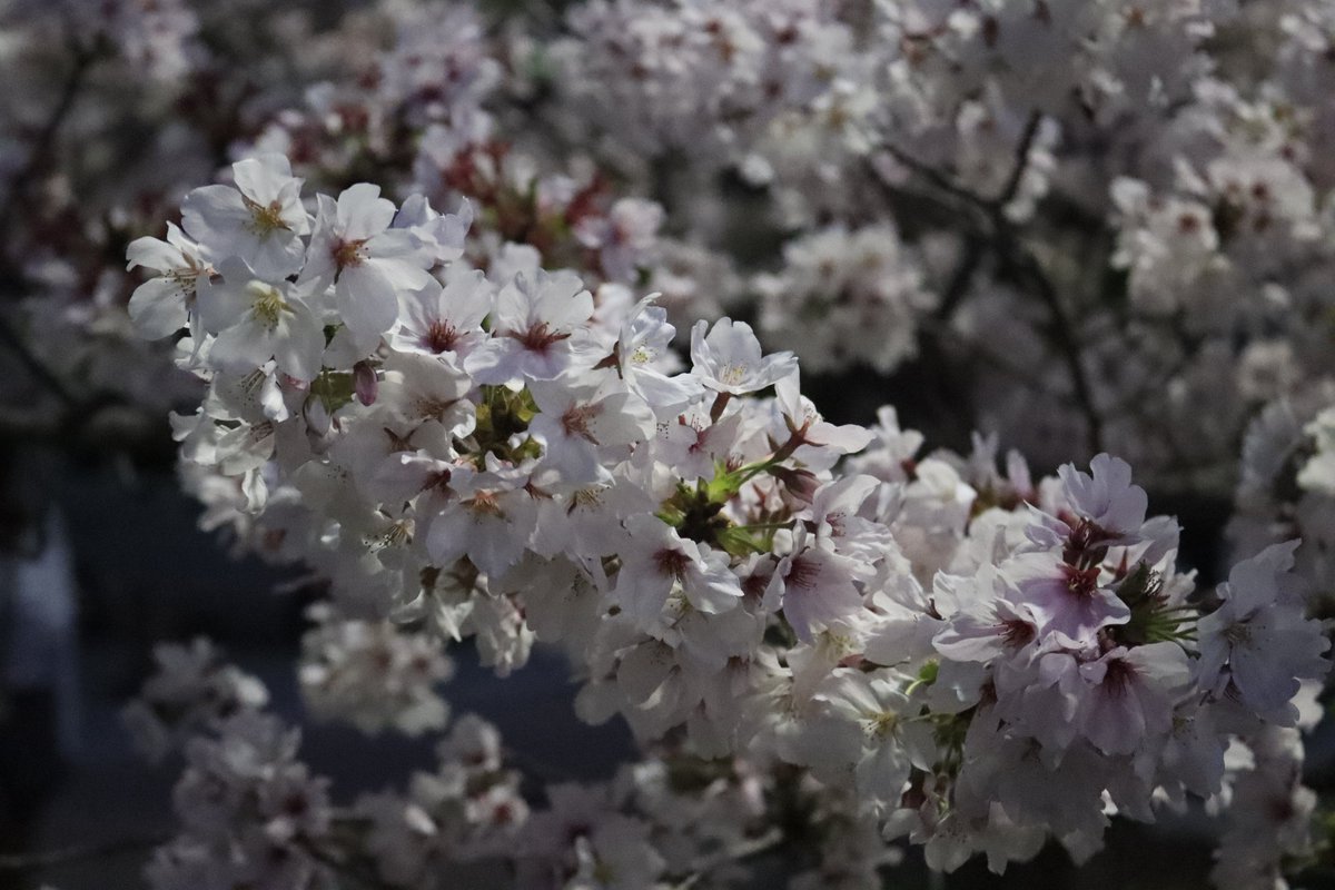 minashiy's tweet photo. 姫路城の夜桜は最盛期
自分がカメラに目覚めた原点だから
毎年ハイテンションで撮ってる
次の週末天気悪そうだから仕事終わりに https://t.co/wJQH0AoXjK