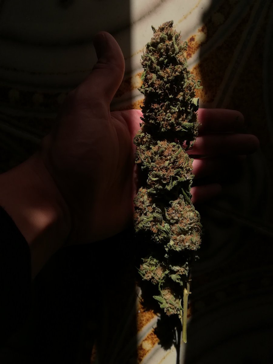 GreenAutoConsumo tweet media