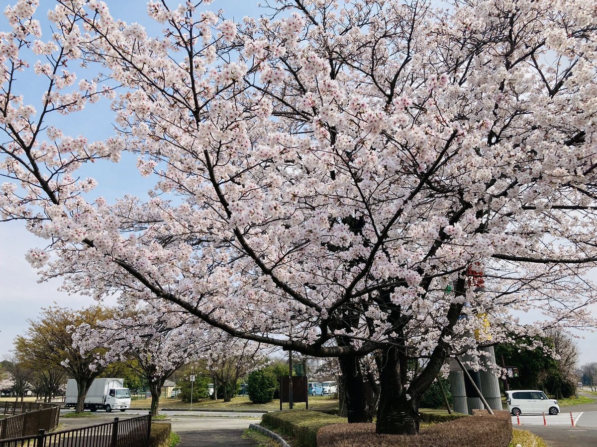 manrei6's tweet photo. 何とか今年の桜🌸間に合った🎵

散り始めていたが、まだまだキレイに咲いています✨ https://t.co/EbmA3jELcm