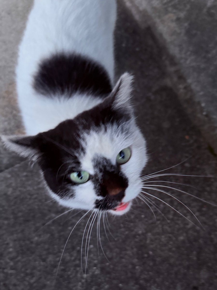 今夜は満月
ピンクムーンだにゃん🐈‍⬛