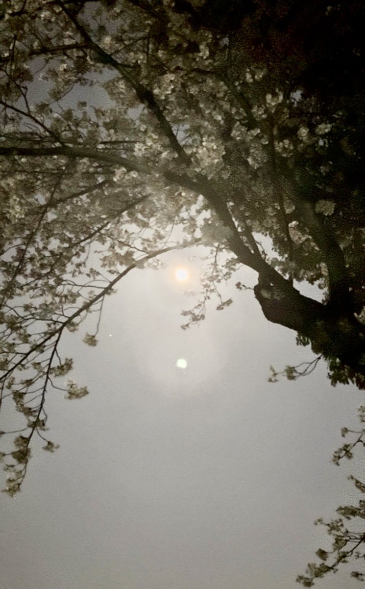 つな@ボンボナーズ🐻‍❄️🐾 tweet media