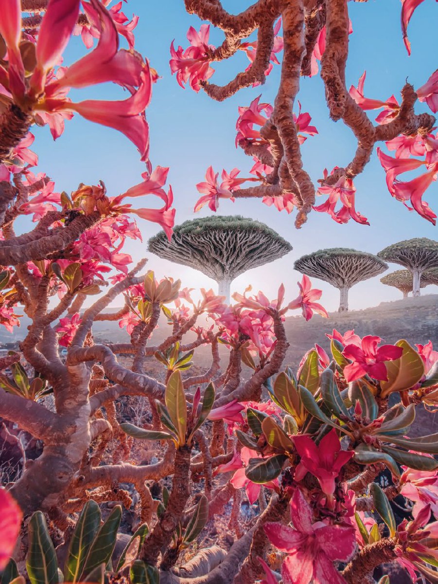 عبدالرّحمن الحميدي | Abdulrahman Design tweet media