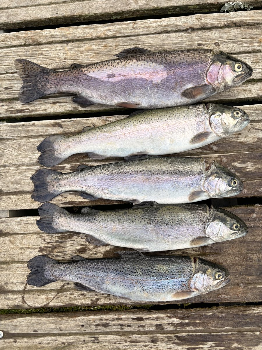 なにわの釣り吉三平 tweet media