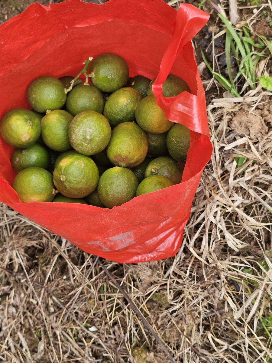 Making of da vida alheia tweet media