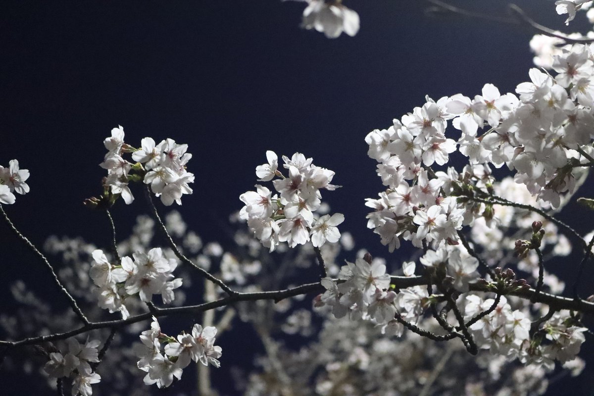 minashiy's tweet photo. 姫路城の夜桜は最盛期
自分がカメラに目覚めた原点だから
毎年ハイテンションで撮ってる
次の週末天気悪そうだから仕事終わりに https://t.co/wJQH0AoXjK