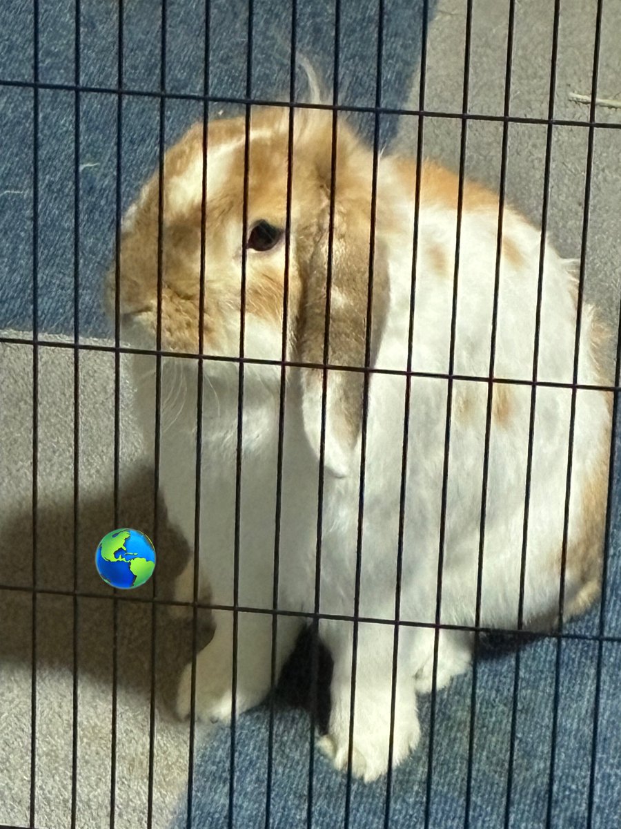 🐶わんころぼっと。🐾 tweet media