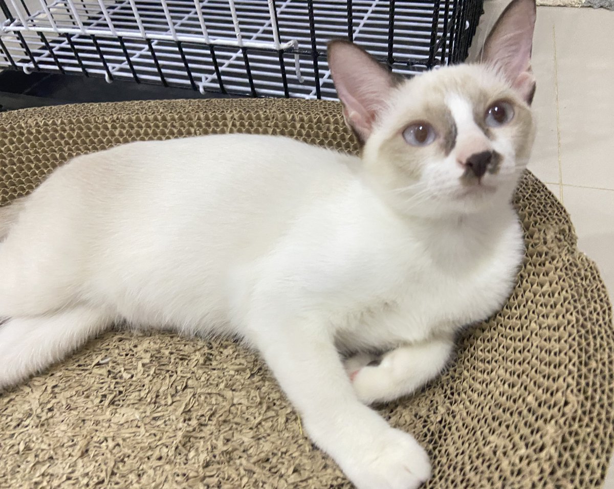 ||| จูม้ะ ྀི♡ tweet media