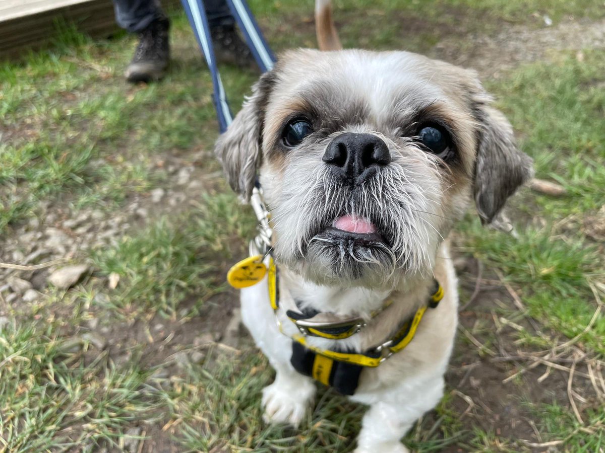DogsTrust West Calder (Edinburgh) and Dundee tweet media