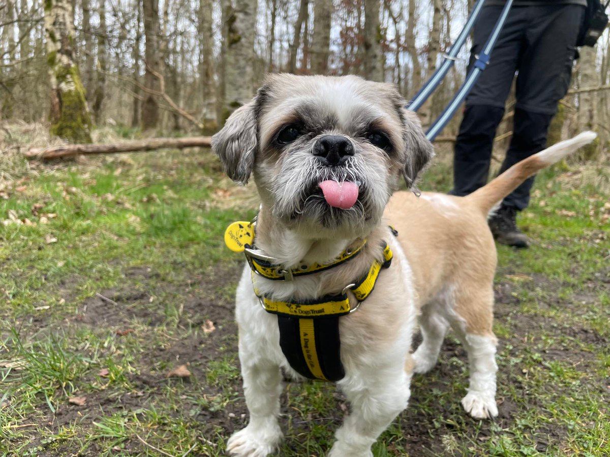 DogsTrust West Calder (Edinburgh) and Dundee tweet media